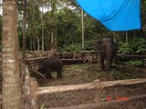 Munnar elephant Junction